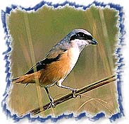 Bird in Bandhavgarh National Park