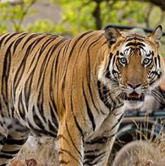 India Wildlife Sanctuaries