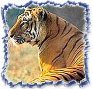 Tigerpark - Pench