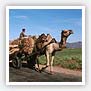 Camel Cart - Rajasthan