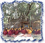 Bodhi Tree, Bodhgaya