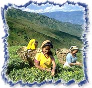 Tea Gardens at Darjeeling